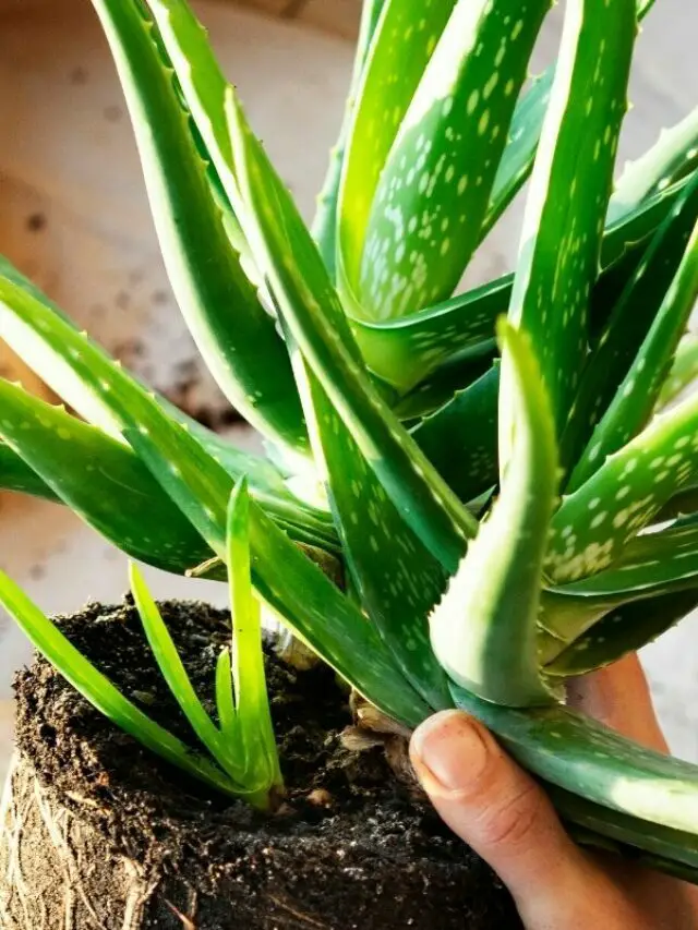 Understanding The Best Growing Conditions For Aloe Vera