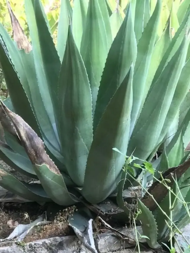 Identify When Your Agave Plant Needs Extra Care