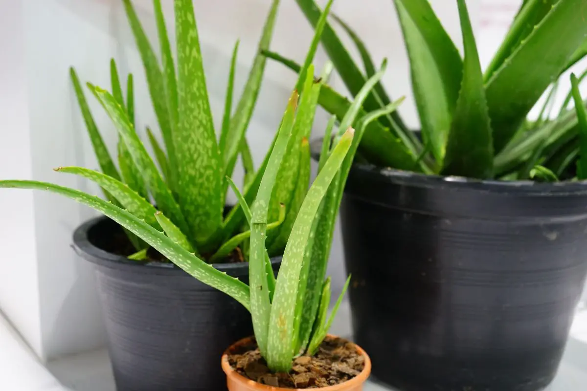 Aloe Plant With Long Stem