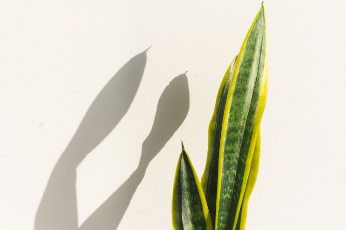 How To Solve Curling Issues Of Spider Plant Leaves