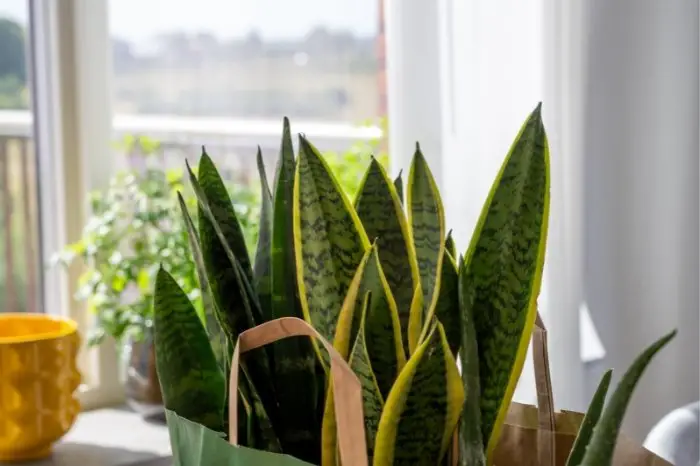 Change Your Snake Plant's Living Conditions