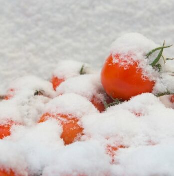 Cold Damage In Tomato Plants