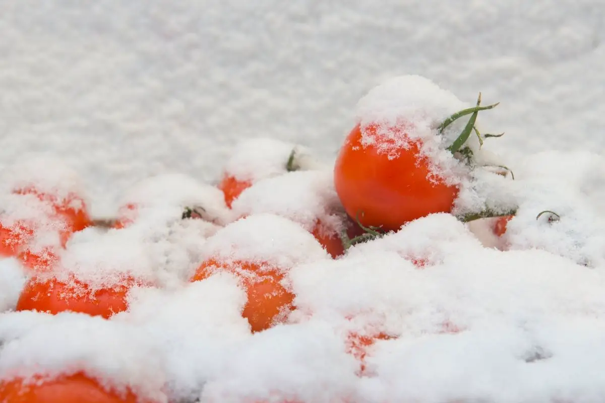 Cold Damage In Tomato Plants