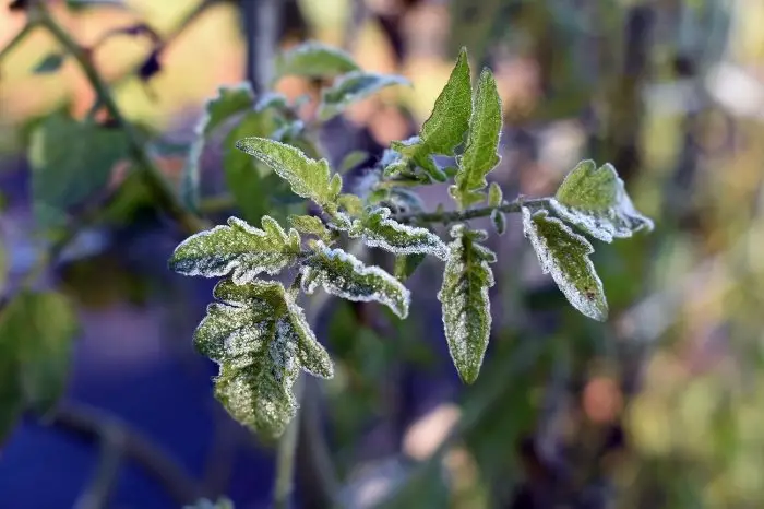How Much Cold Can Tomato Plants Handle