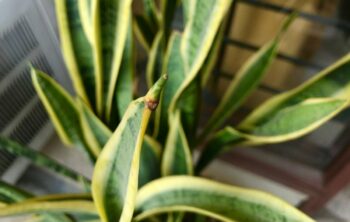 Signs That Your Snake Plant Needs Water