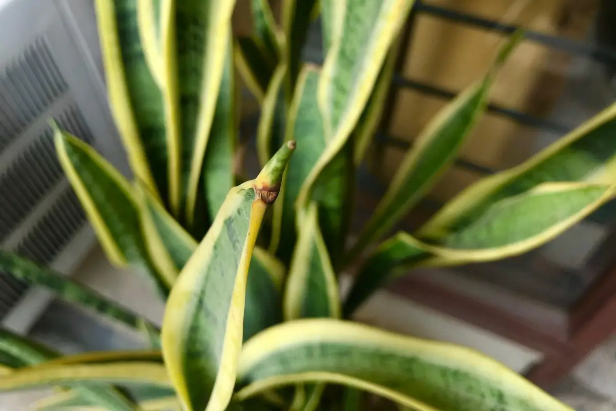 Signs That Your Snake Plant Needs Water