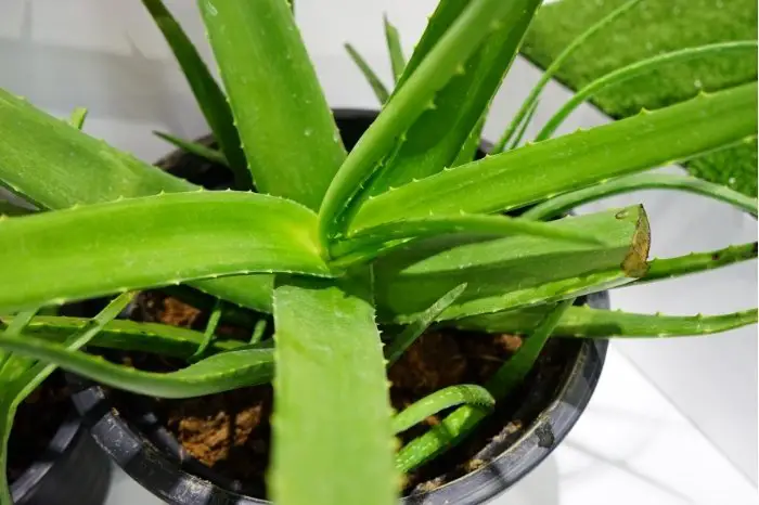 Why Are My Aloe Vera Leaves Thin And Curling