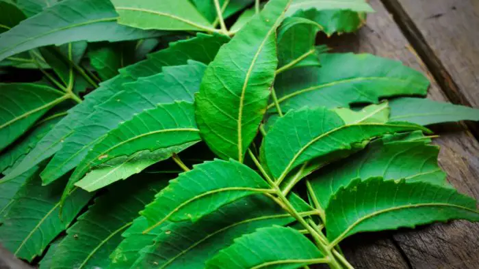  Can neem oil make you sick?"