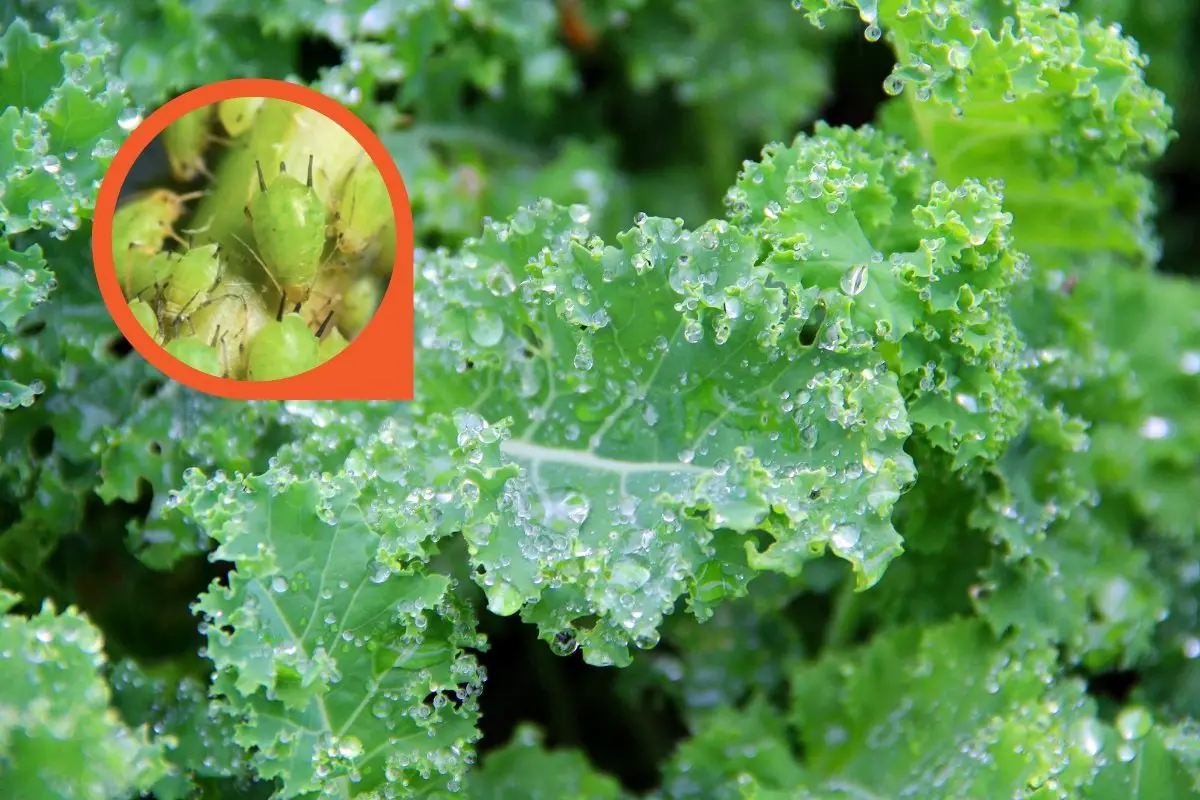 Eating Aphids On Kale