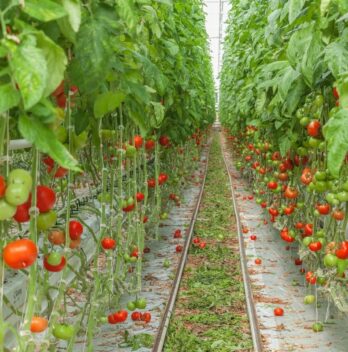 How Long Can A Tomato Plant Live In A Greenhouse