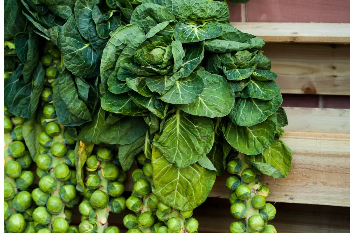 How To Grow Brussels Sprouts From Seeds