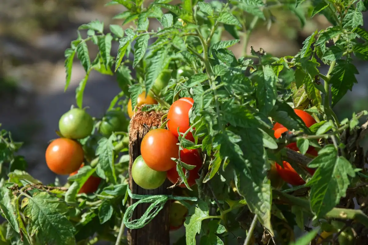 How To Make Tomato Plants Bloom