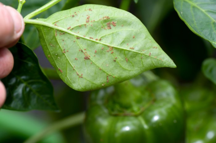 Interesting Facts About Aphids