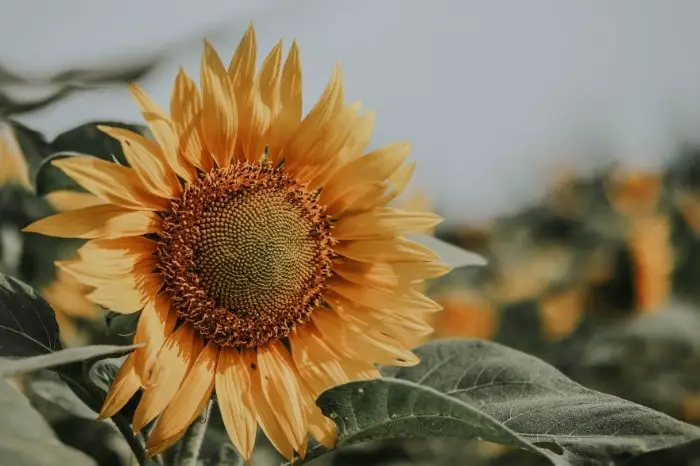 What Does It Mean When A Sunflower Closed