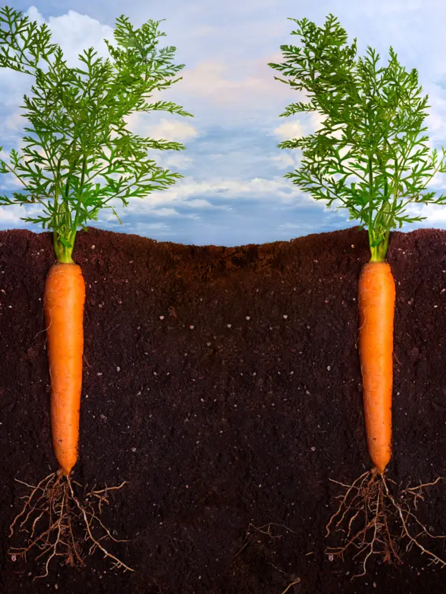 Understanding The Function Of A Carrot Root