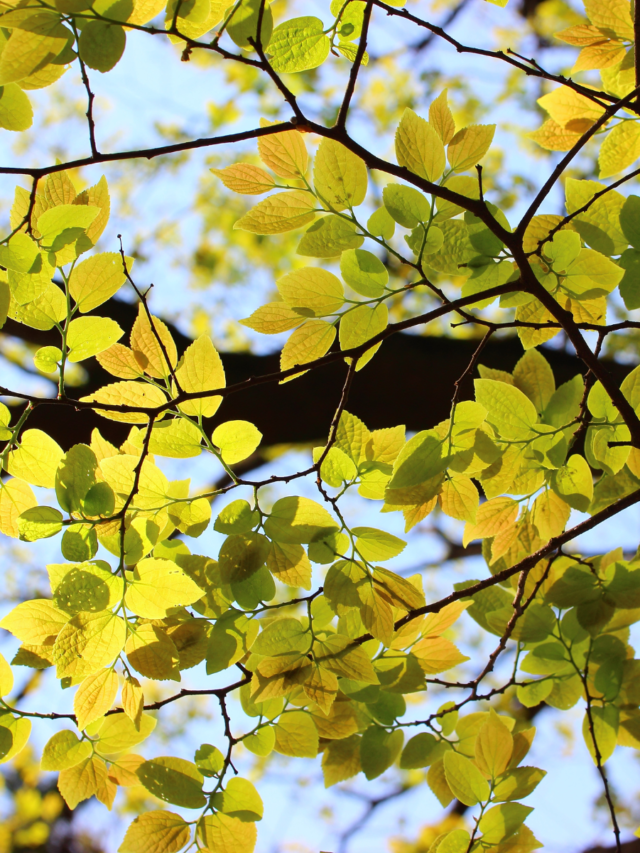 Light Green Leaves (2)