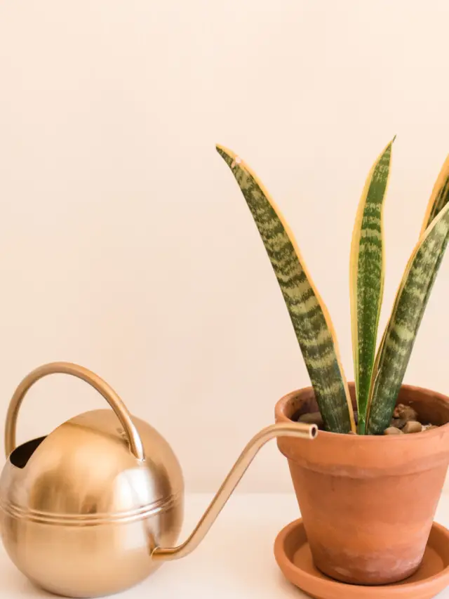 Important Watering Tips To Follow For A Thriving Snake Plant