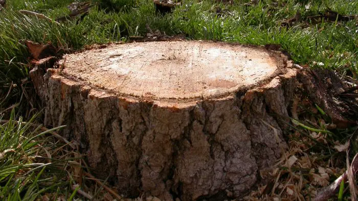  "will bleach kill tree stumps