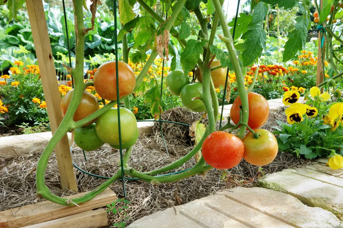 Are Roma Tomatoes Determinate Or Indeterminate