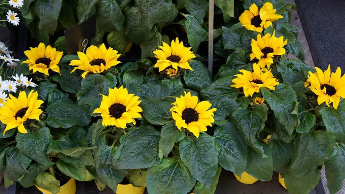  sunflowers annual or perennial