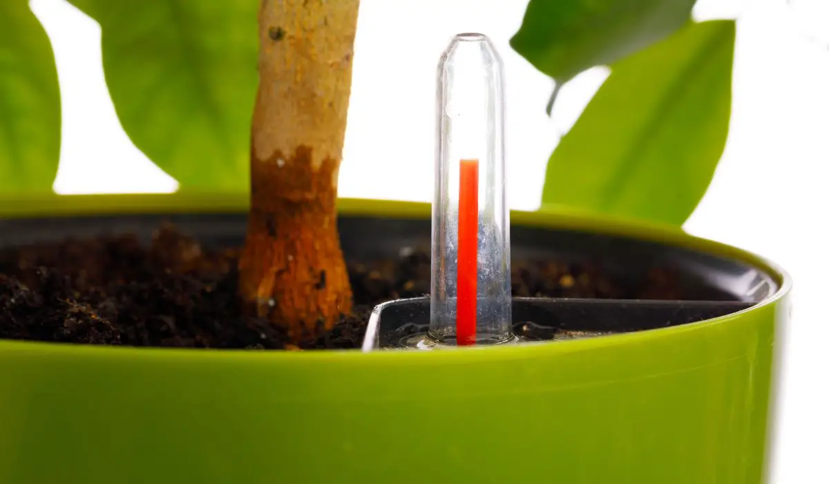 15 Best Plants for Self-Watering Pots