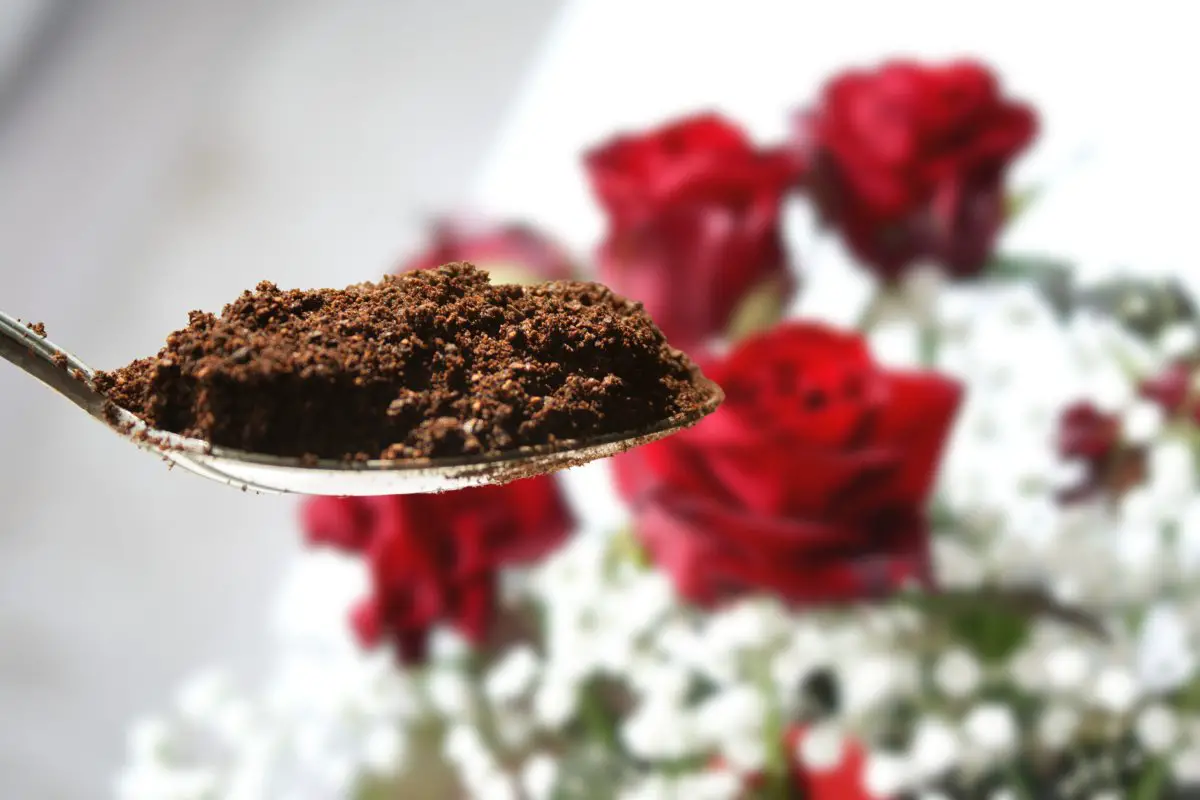 Do Roses Like Coffee Grounds