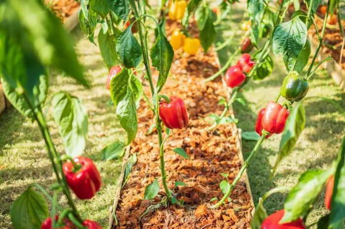 How To Fix Calcium Deficiency In Pepper Plants