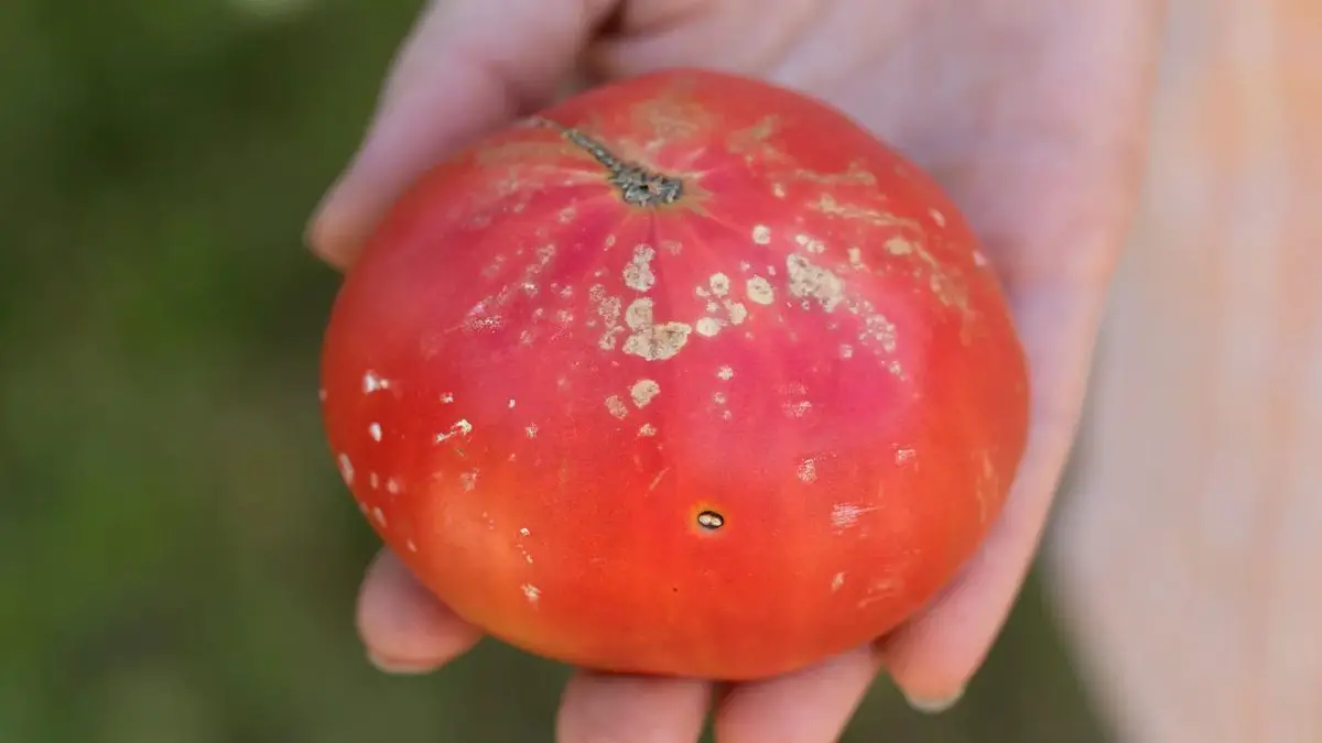 Tomatoes With White Spots