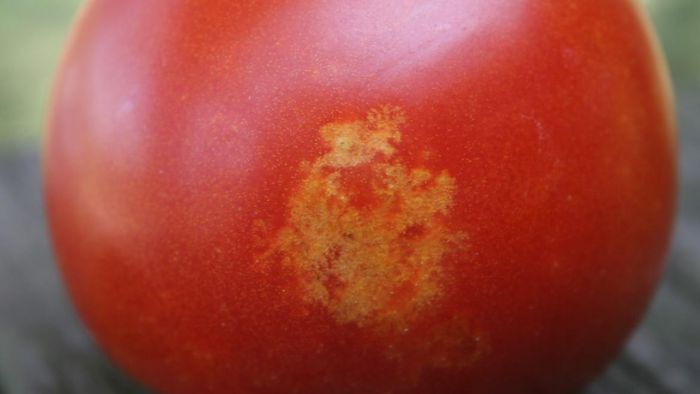  cotton spot on tomatoes