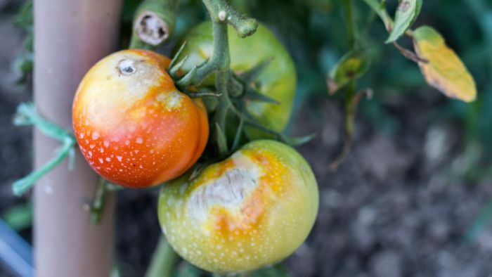  what causes white spots in tomatoes