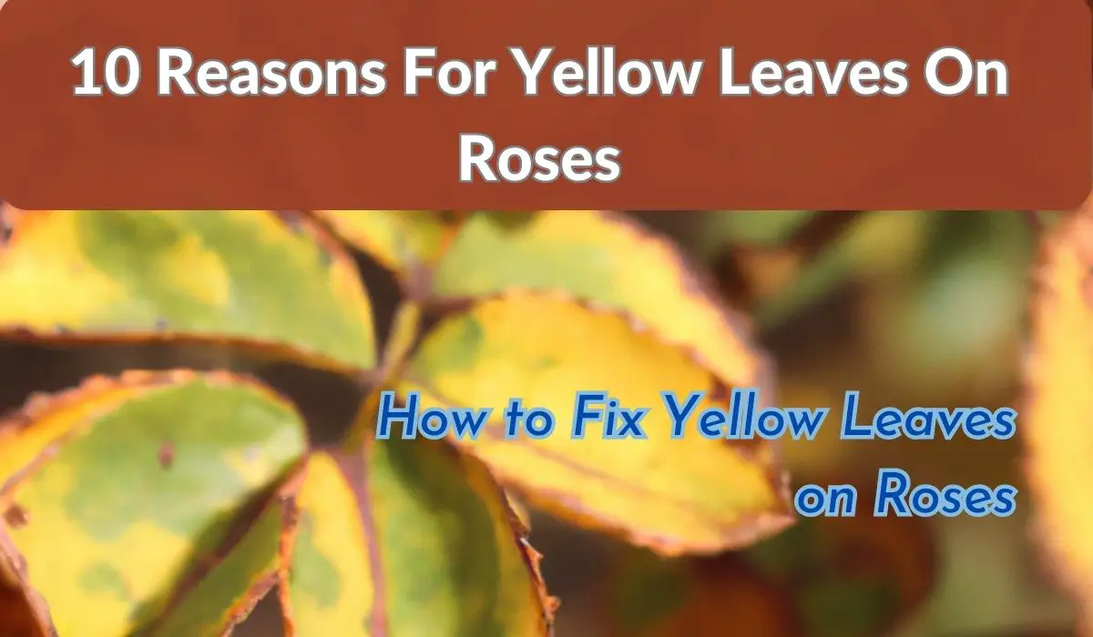 10 reasons of Yellow Leaves on Roses and how to fix them