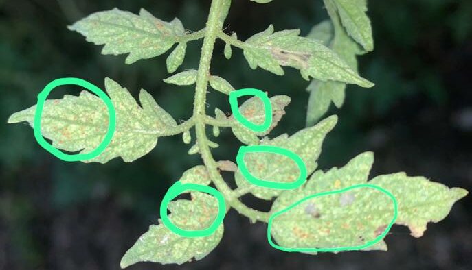 Spider mites - Yellow spots on tomato leaves
