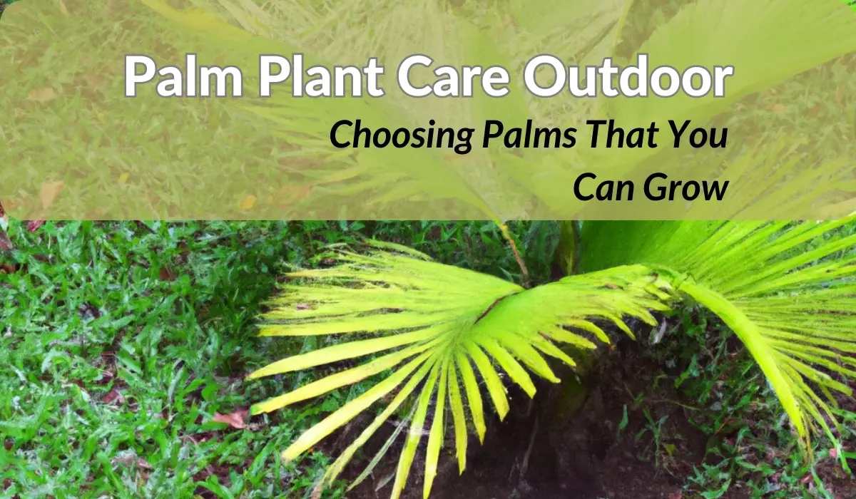 Palm Plant Care Outdoor