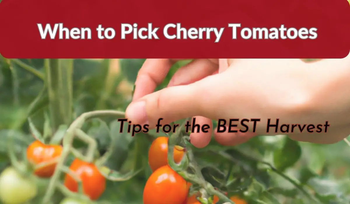 How to Harvest Cherry Tomatoes