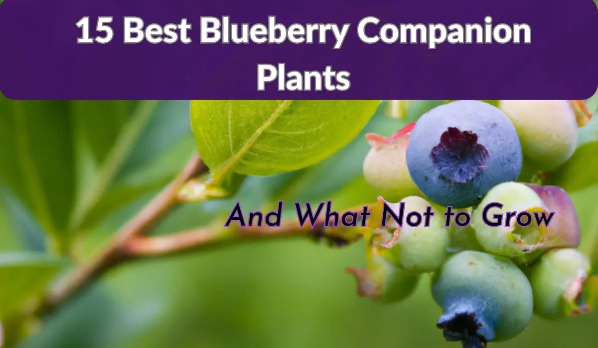 Companion Plants for Blueberries